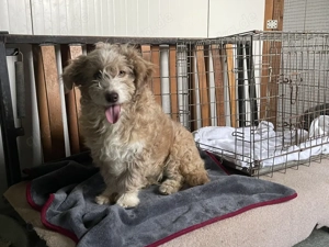 Finchen - fröhliche, liebenswerte und quirlige junge Hundedame Bild 8
