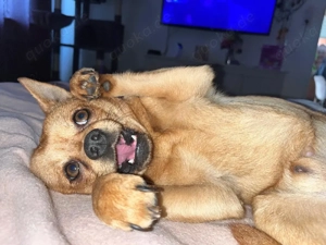 Pomeranian Rehpinscher Mix