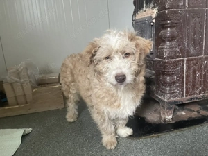 Finchen - fröhliche, liebenswerte und quirlige junge Hundedame Bild 10