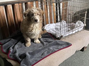 Finchen - fröhliche, liebenswerte und quirlige junge Hundedame Bild 6