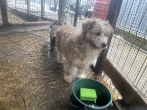 Finchen - fröhliche, liebenswerte und quirlige junge Hundedame Bild 4