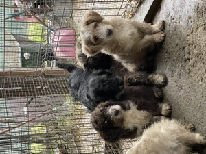 Finchen - fröhliche, liebenswerte und quirlige junge Hundedame Bild 3