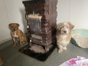 Finchen - fröhliche, liebenswerte und quirlige junge Hundedame Bild 9