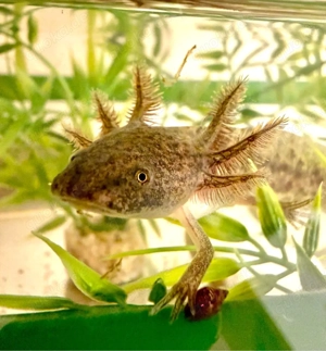 Axolotle Babys 
