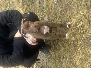 Labrador mix Welpen Der letzte Rüde 