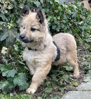 LUPIN - einäugiger Schatz sucht seine Menschen (wartet in Rumänien)