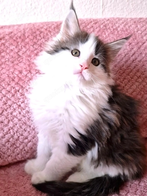 Maine Coon Kitten Mädchen mit Stammbaum aus N N Verpaarung