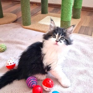 Maine Coon Kitten Mädchen mit Stammbaum aus N N Verpaarung