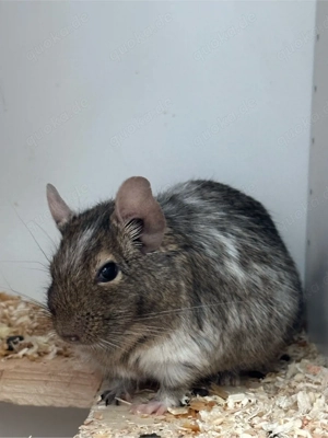 Degu-Babyalarm 