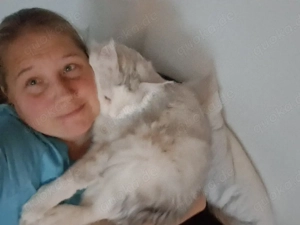 Wunderschöner und verschmuster Maine Coon Kater abzugeben. 