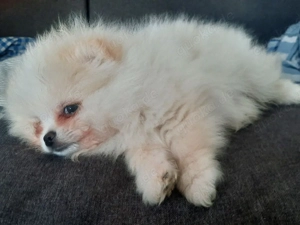 zwergspitz, 2 monate alt