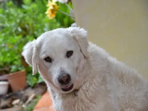 Faella sucht ihr Zuhause (noch auf Sardinien)