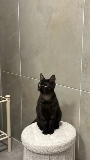 Unzertrennliche Katzen Geschwister 7 Monate suchen gemeinsam ein liebevolles Zuhause bkh ekh Bild 4