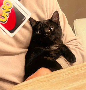 Unzertrennliche Katzen Geschwister 7 Monate suchen gemeinsam ein liebevolles Zuhause bkh ekh Bild 3