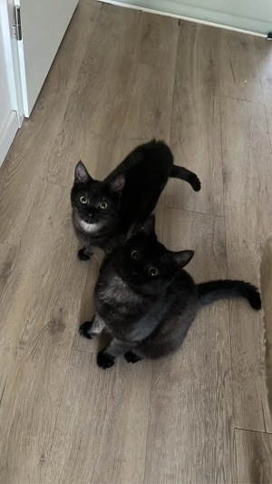 Unzertrennliche Katzen Geschwister 7 Monate suchen gemeinsam ein liebevolles Zuhause bkh ekh Bild 2