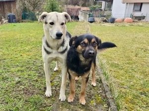 Bonito sucht sein Zuhause