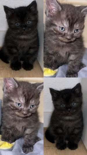 Unzertrennliche Katzen Geschwister 7 Monate suchen gemeinsam ein liebevolles Zuhause bkh ekh Bild 5