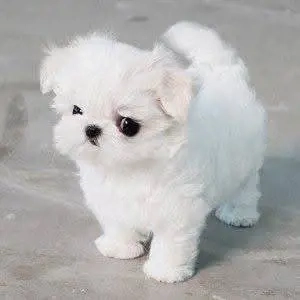 Süße Malteser Welpen