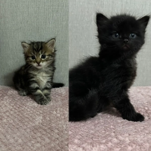 Ragdoll Mix Kätzchen 