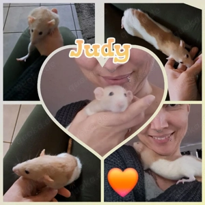 Ratten Weibchen super verschmust und absolut kinderlieb 