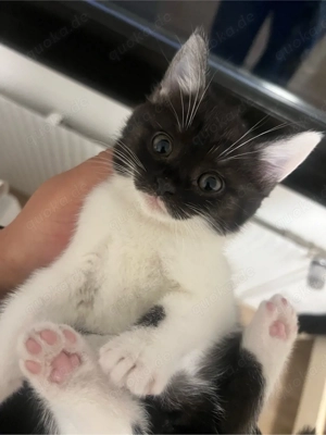 Süße bkh ekh Katze ,Panda' sucht ein liebevolles Zuhause, 7 Monate Alt weiblich