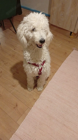 Großpudel Königspudel Junghund 