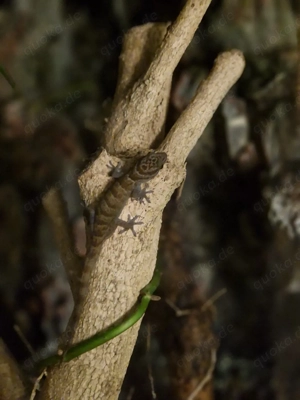 Goldgeckos abzugeben