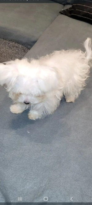 Malteser Welpe Mädchen