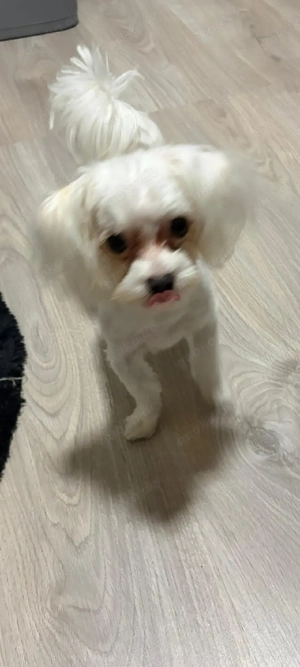 Malteser Welpe Rüde