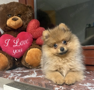 Mini pomeranian rüde 
