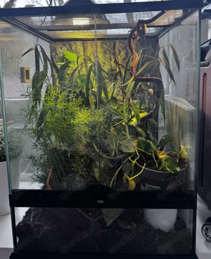 Exo Terrarium