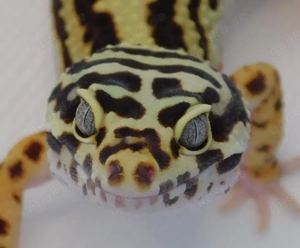 0.1 Bold Stripe Leopardgecko Weibchen | Eublepharis macularius