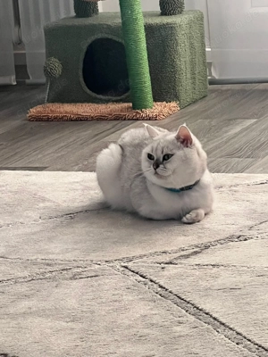 Britisch Kurzhaar Silver Chinchilla Kater  Bild 2