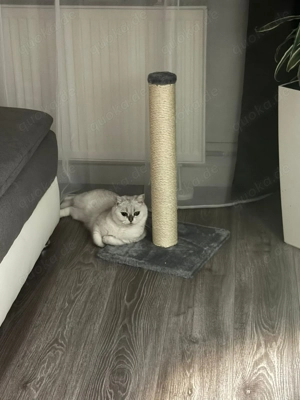 Britisch Kurzhaar Silver Chinchilla Kater  Bild 5