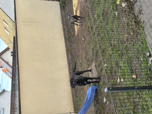 Cane Corso Rüde abzugeben 