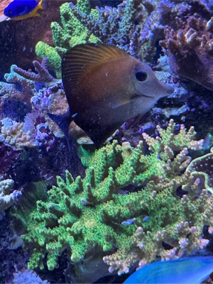 Weißdorn-Segelflossendoktor Meerwasser abzugeben