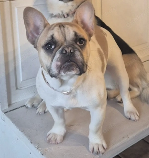Französische Bulldogge sucht Tolles Zuhause 