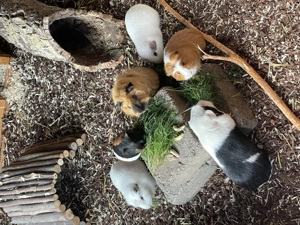 Meerschweinchen Gruppe 6 Tiere abzugeben 