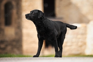 SUCHE Labrador Welpe