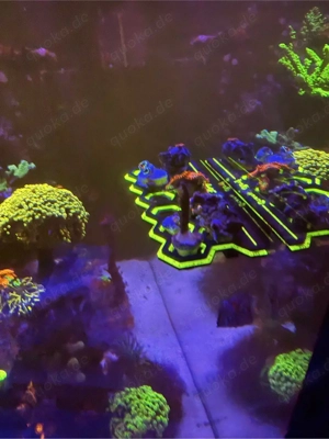 Korallen Ableger  Meerwasser  Bild 6