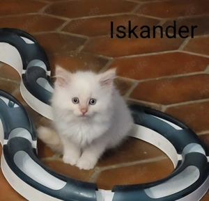 Neva masquarde Kitten