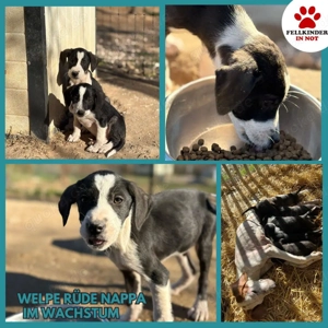Kleiner Bracken Mischlingsrüde Nappa sucht seine Menschen