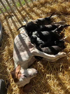 Kleiner Bracken Mischlingsrüde Nappa sucht seine Menschen Bild 3