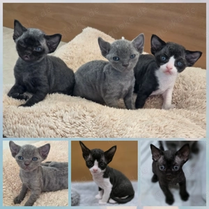  Unsere drei Devon Rex Kitten sind da. 