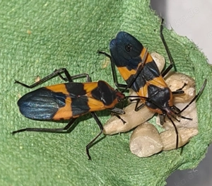 Milchkrautwanzen * Oncopeltus fasciatus * Wanzen