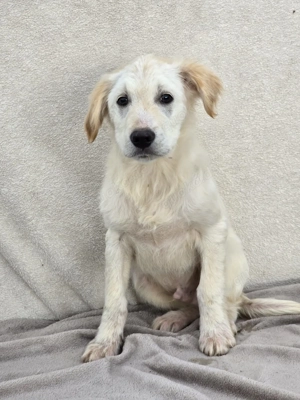 Dagobert - freundlich und verspielt