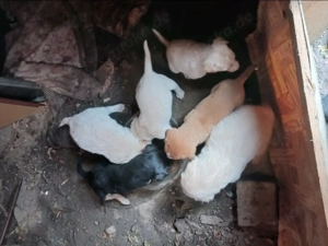 Dattel - wartet auf ihre Menschen! Bild 9