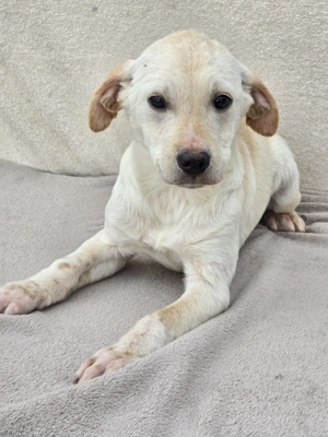 Daisy - sucht noch ihre Menschen!