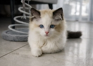 Ragdoll Kätzchen Seal Bicolour