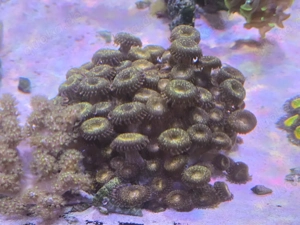 Große Kolonie Zoanthus Krustenanemone Korallen